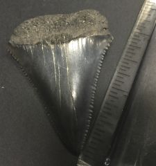 GMR Great White (Carcharodon Carcharias) Tooth Found April 16 2016