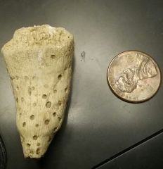 Eocene Rugose Coral (Horn Coral) with Predation borings