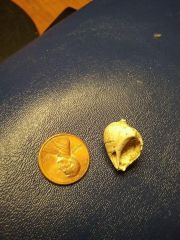 Eocene Shell found in Copenhagen, Louisiana