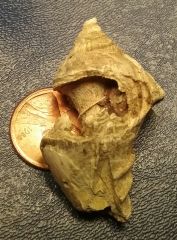 Eocene Shell found in Copenhagen, Louisiana