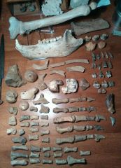 The whole Cave Bear collection.