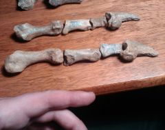 Ursus spelaeus finger bones and claws.
