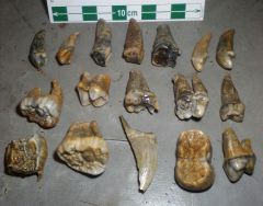 Cave Bear teeth