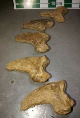 Cave Bear claw cores