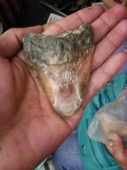 Megalodon tooth with unique colour. Back.