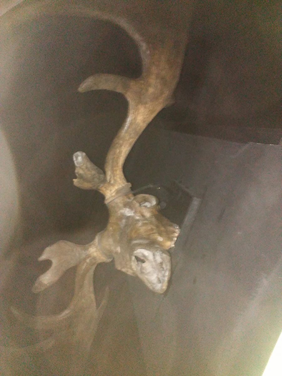 Giant Deer skull at my local Museum.