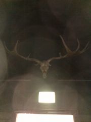 Giant Deer skull hidden in the dark.