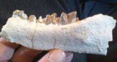 Hyaenodon (horridus?) left jaw.