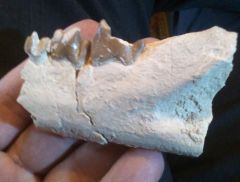 Hyaenodon (horridus?) right jaw.