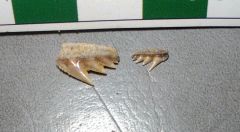 Gladioserratus sp. shark teeth.
