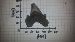 Otodus Obliquus shark tooth