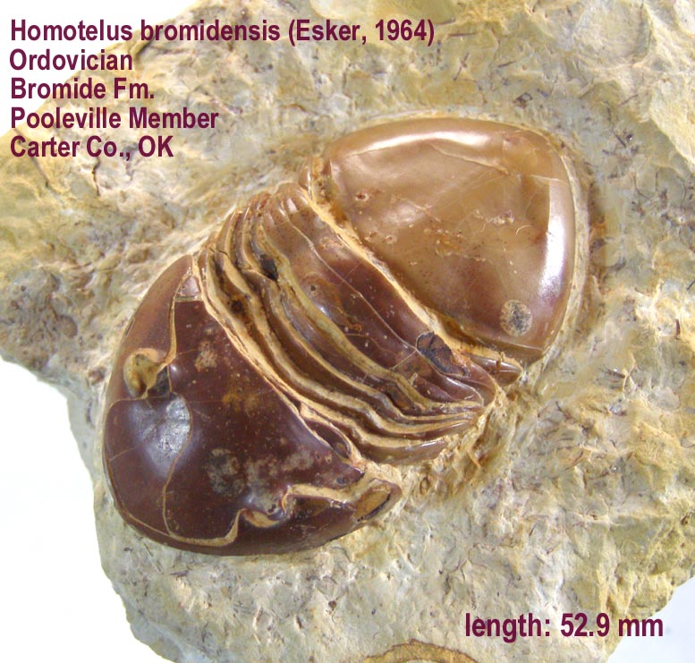 Homotelus bromidensis