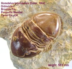 Homotelus bromidensis
