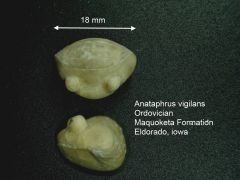 Anataphrus