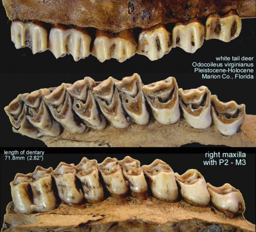 Deer Upper Teeth - TEETH & JAWS - Gallery - The Fossil Forum