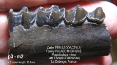 Eocene Perissodactyl
