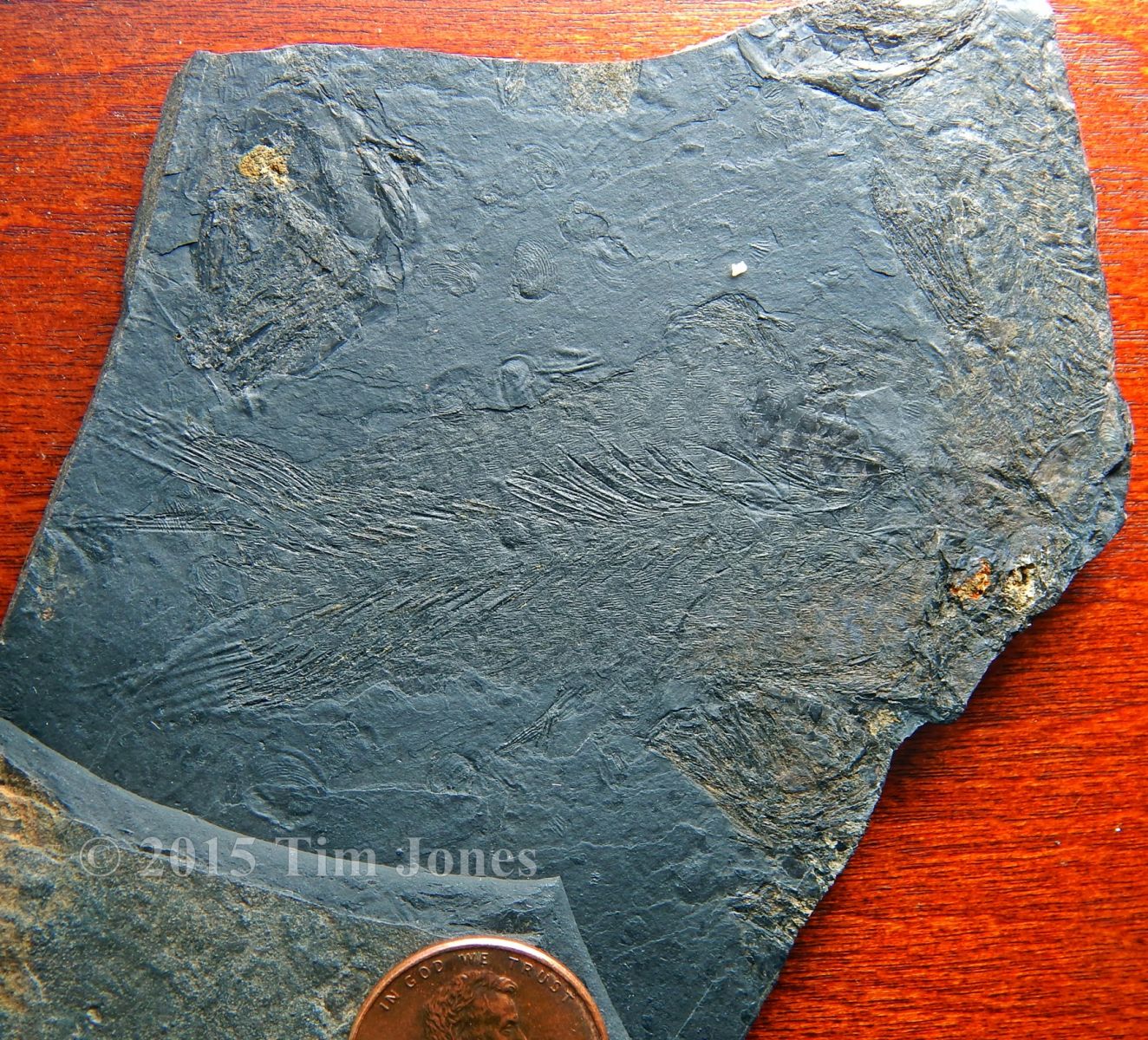 Diplurus newarki - Late Triassic coelacanth