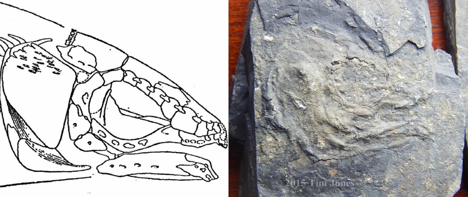 Diplurus Skull with Reconstruction image
