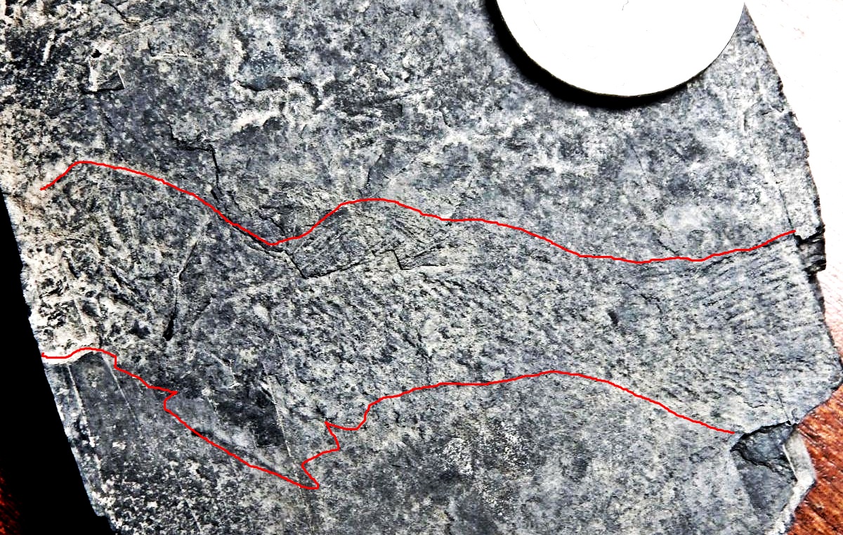 Faint imprint of coelacanth