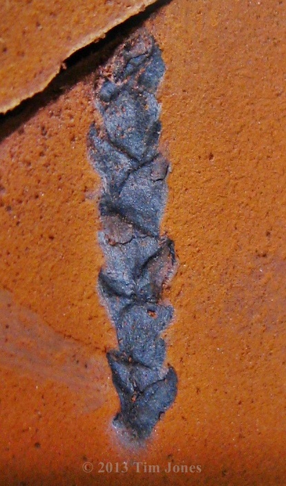 Brachyphyllum scotti