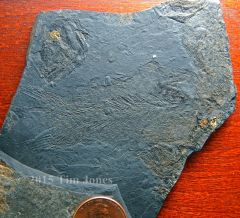 Diplurus newarki - Late Triassic coelacanth