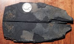 Interesting Triassic fish fossil