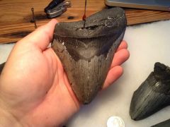 6" Carcharocles Megalodon