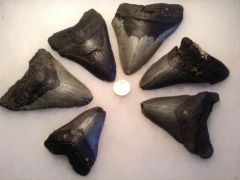 Group of Carcharocles megalodon