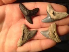 Some newer Alopias grandis teeth. Oligocene/Miocene. Charleston SC