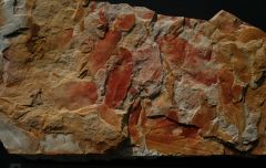 Glossopteris browniana Brongniart, 1892.Late Permian.Illawarra Coal Measures.Dunedoo Formation New South Wales.Australia.