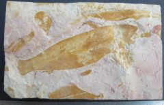 Glossopteris duocarudata (The 'Swallow Tail' Glossopteris) Permian, Dunedoo Formation.Dunedoo, New South Wales.