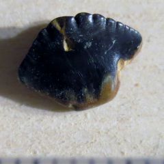 Nebrius thielensi Eocene Gisors France
