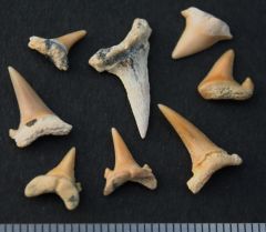 Lamna cf. cattica (Philippi, 1846) Mackerel Shark Early Pliocene (Kalimnan). Loxton Sands Formation. South Australia.