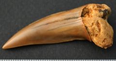 Isurus desori (Sismonda, 1849. Mako Shark. Late Oligocene. Torquay Group. Waurn Ponds Limestone. Victoria.  Australia