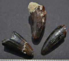 Diplocynodon sp. Tooth, Helvétien (Miocène), Touraine, France.