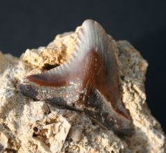 Hemipristis serra Miocene Touraine France