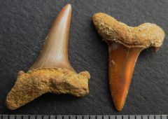 striatolamia macrota Eocene Gisors France