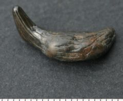 Pomatodelphis stenorhynchus teeth, Helvétien (Miocène), Savigné-sur-Lathan, Touraine, France.