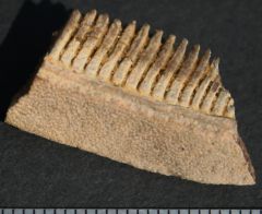 Myliobatis Ray Teeth Eocene Gisors France