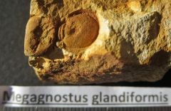 Megagnostus glandiformis Middle upper Cambrian,south of Christmas Hills Tasmania Australia