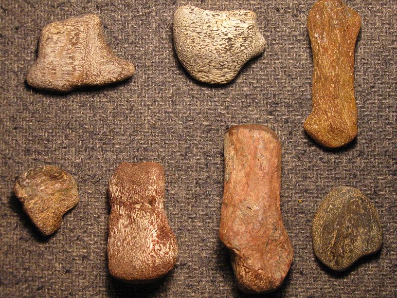 What Kind Of Petrified Bones Are These? - Fossil ID - The Fossil Forum