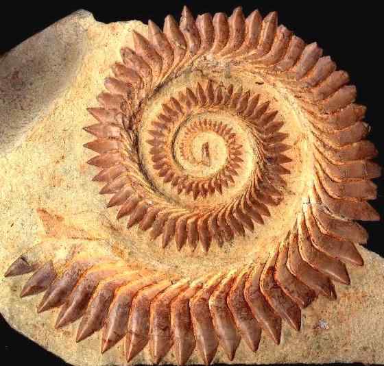 Résultat de recherche d'images pour "helicoprion fossil"