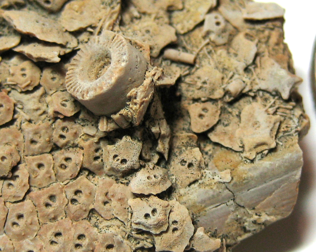 Found In Mineral Wells Fossil Park - Pennsylvanian ...