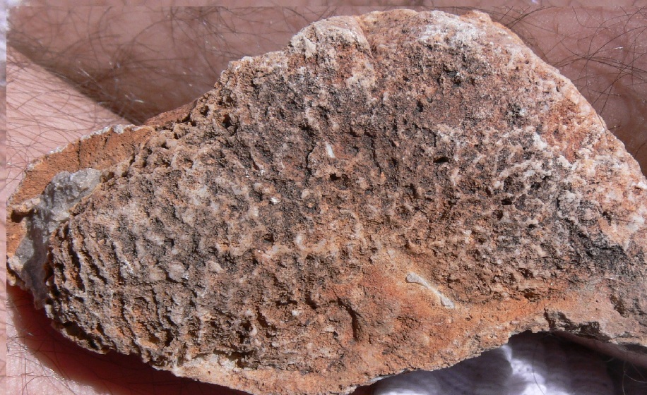 Nevada Fossils - Fossil ID - The Fossil Forum