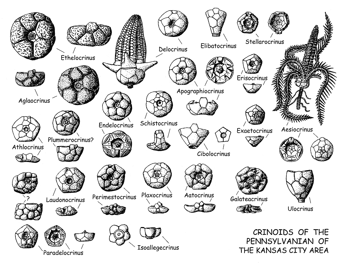 Fossil Identification Chart
