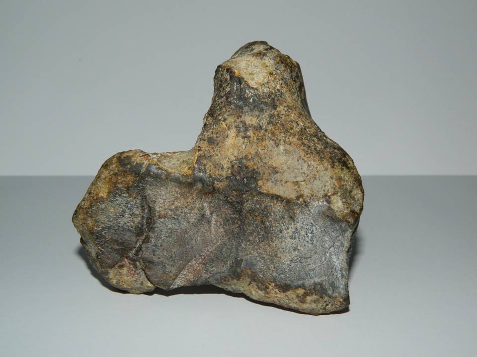 Petrified Bone With Orange Mineral In The Marrow, What Is It? - Fossil