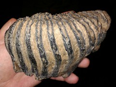 Wooly Mammoth tooth