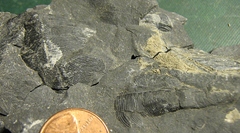 Middle Devonian Conularid from the Marcellus Shale, Madison Co., NY.