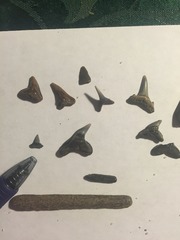 Assortment of Shark Teeth