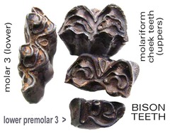 Bison Teeth